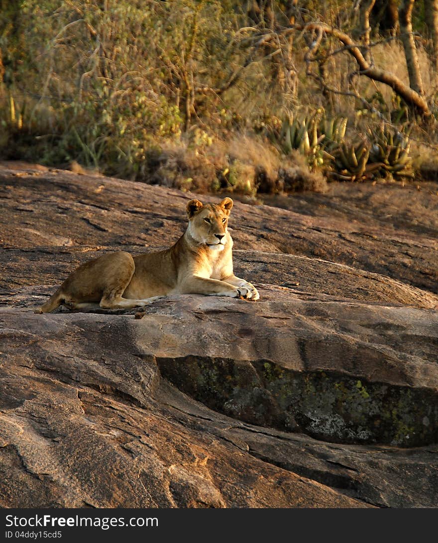 Lioness in waiting