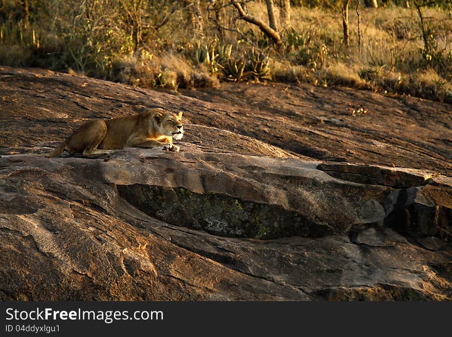 African Lioness calling to her mate. African Lioness calling to her mate.