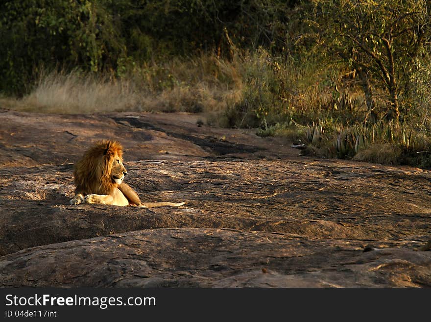 Seeing Africa's huge powerful lion's are the highlight of any holiday. Seeing Africa's huge powerful lion's are the highlight of any holiday.