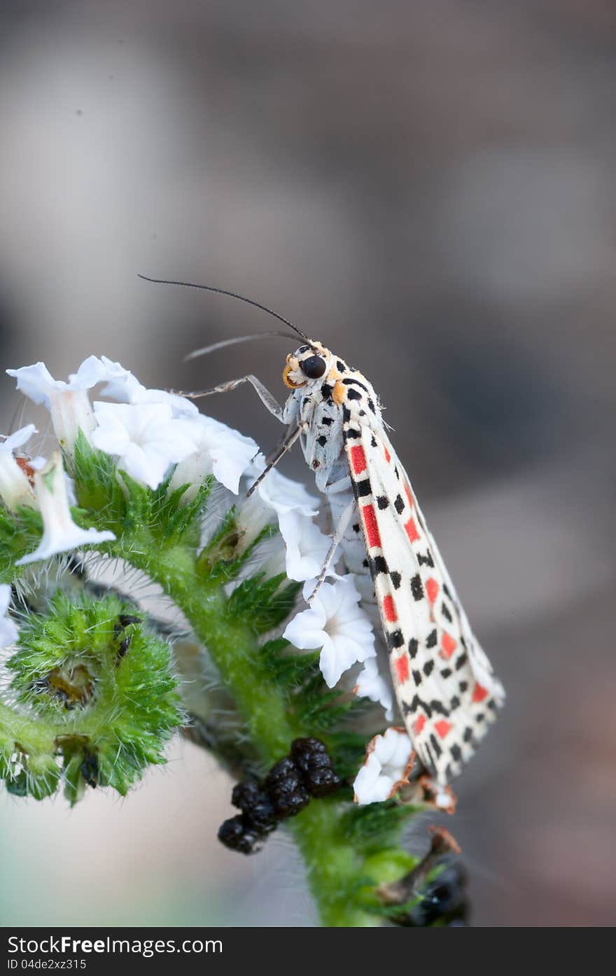 Moth  on white flower