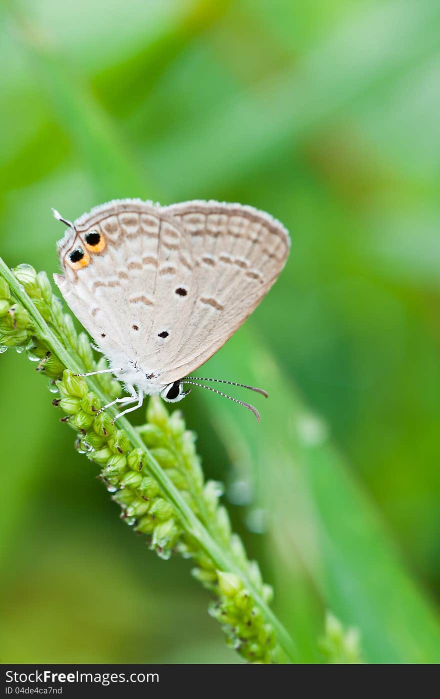 Gram Blue Butterfly