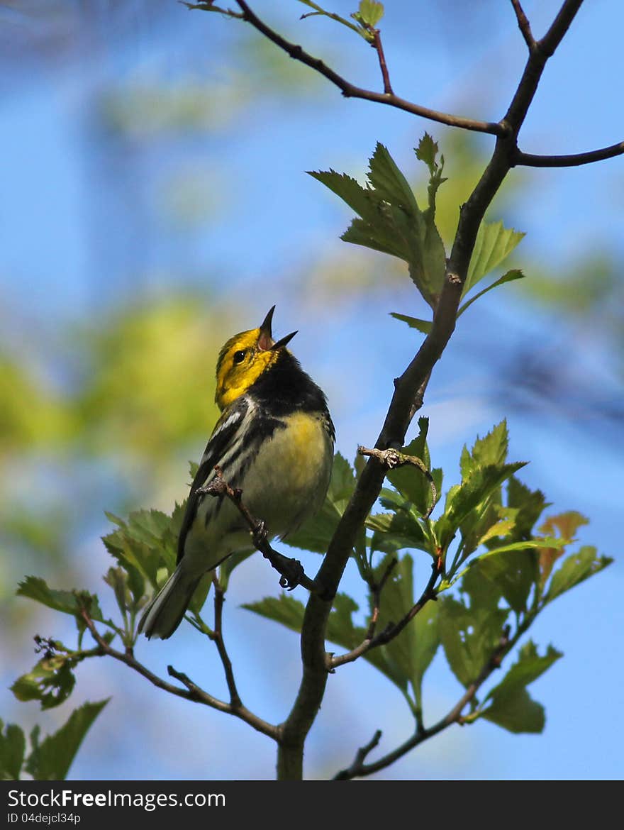 Black-throated Green Warbler Singing