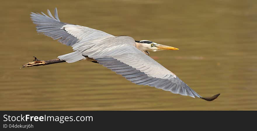 Great Blue Heron in flight