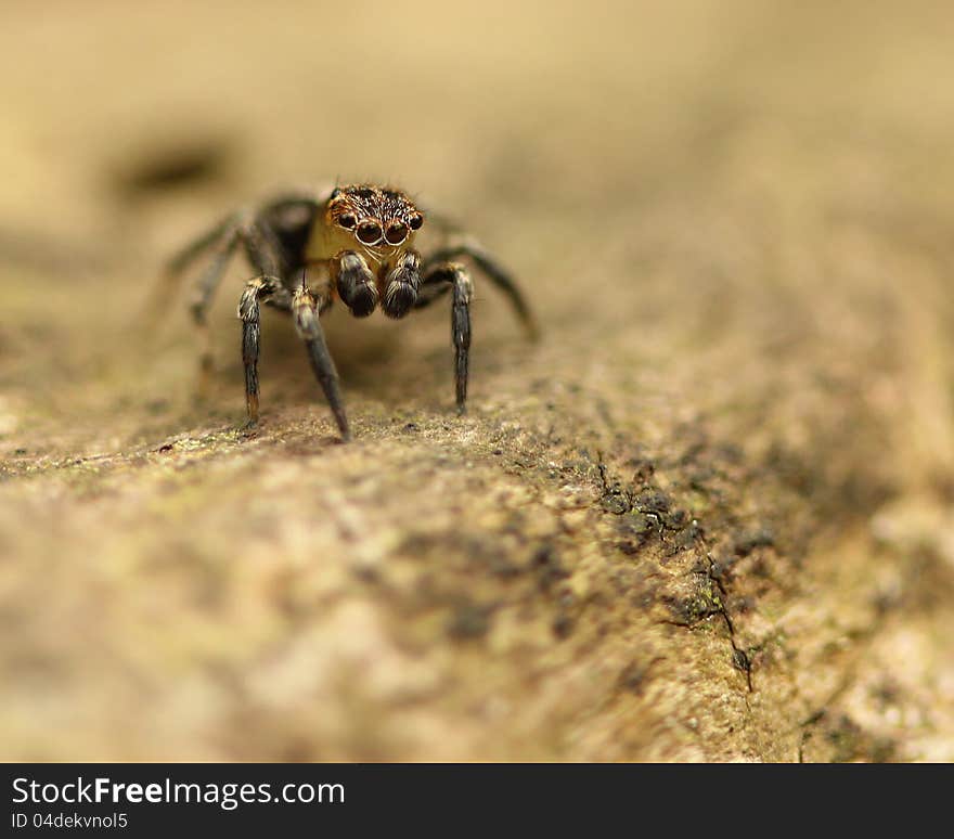 Jumping Spider On Log