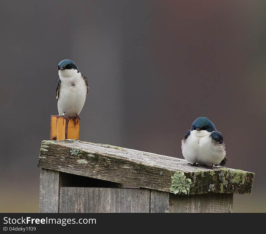 Tree Swallows on nest box