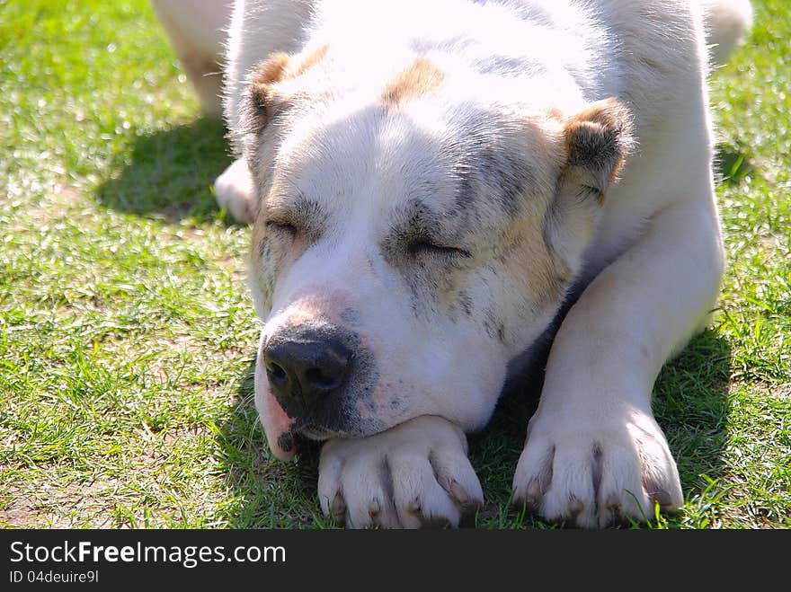 Argentinian Dog  outside in the grass