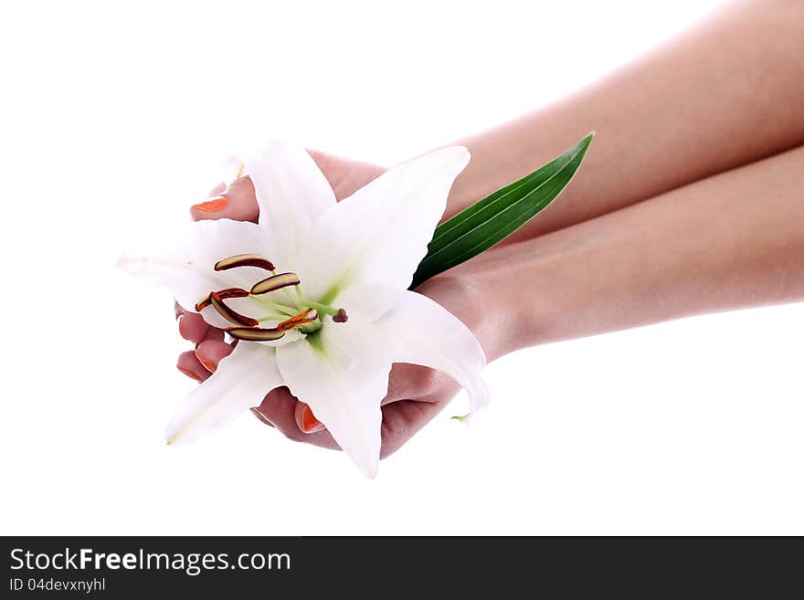 Beautiful lily flower in woman hands over white background