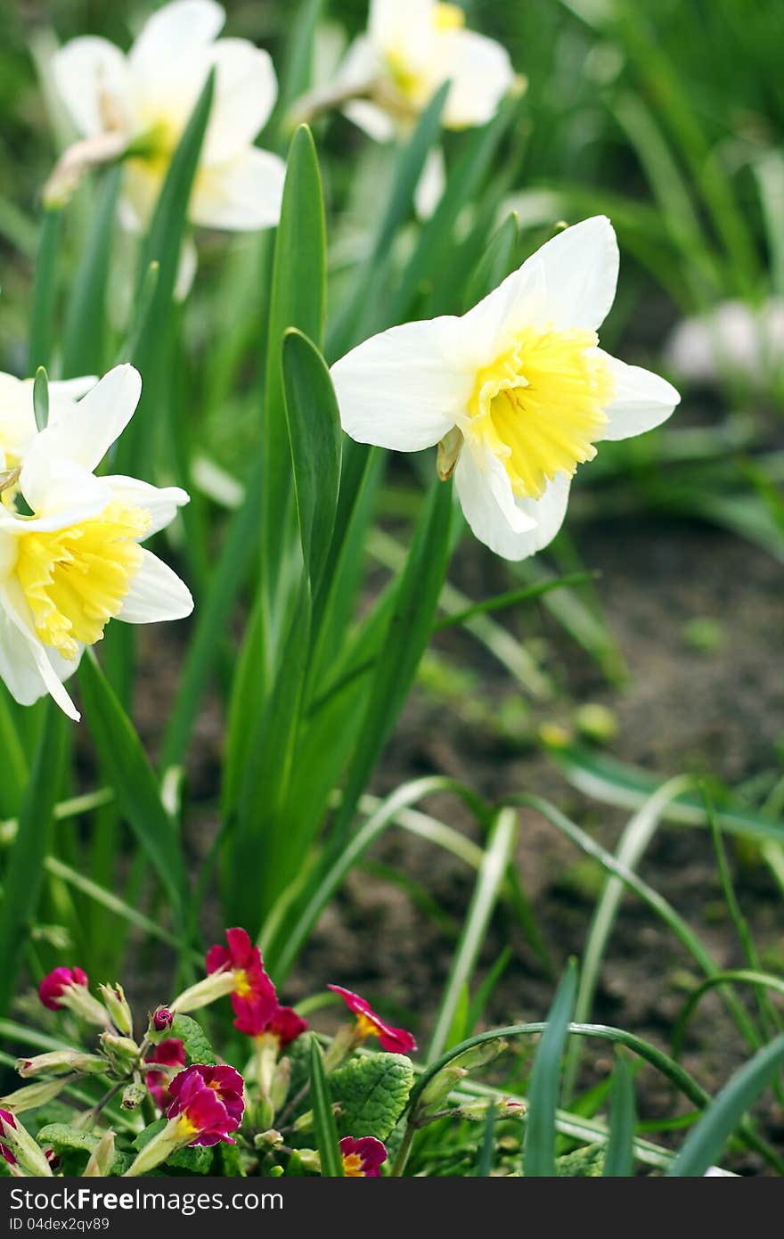 Narcissus flowers in the garden