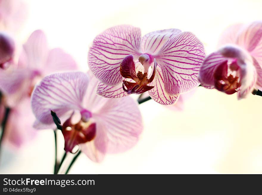 Beautiful orchid