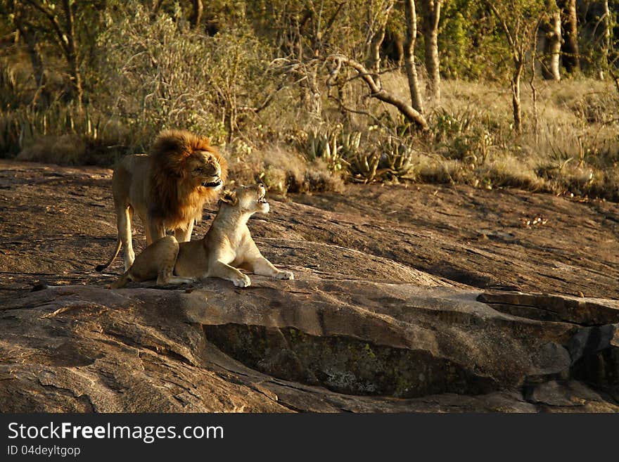 African male lion asking permission to touch his lioness. African male lion asking permission to touch his lioness.