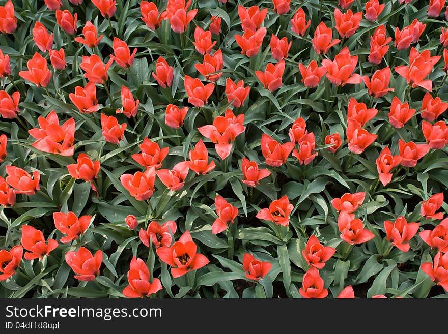 Lots ot red tulips with green leaves