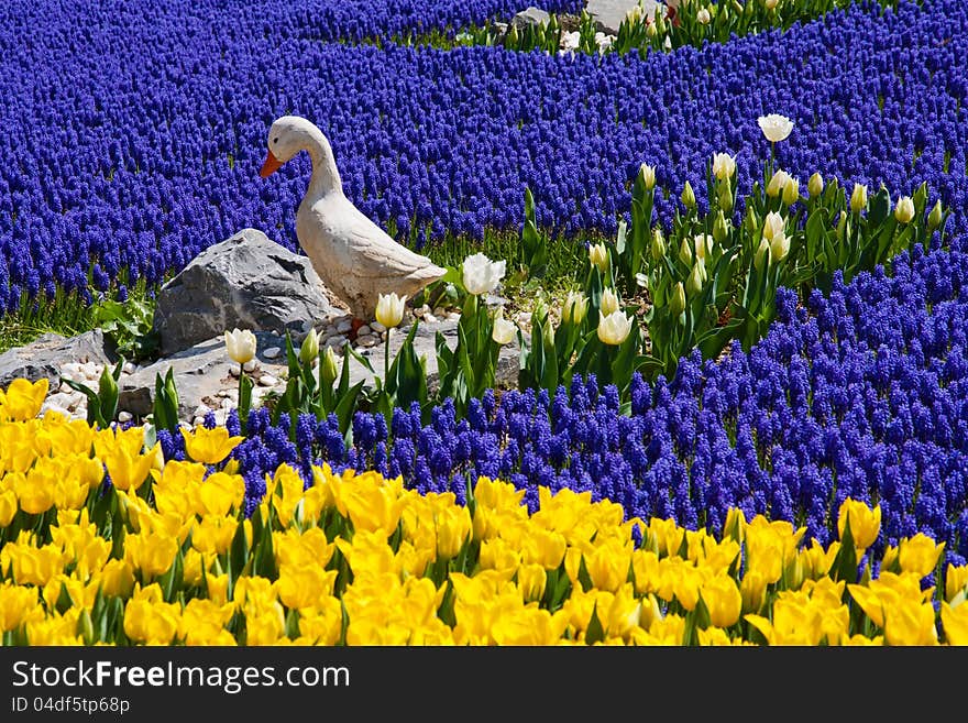 Grape hyacinths are like a river, surrounded by tulips. Grape hyacinths are like a river, surrounded by tulips