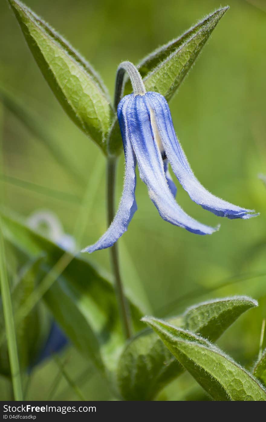 Blue bell-shaped flower in meadow. Blue bell-shaped flower in meadow