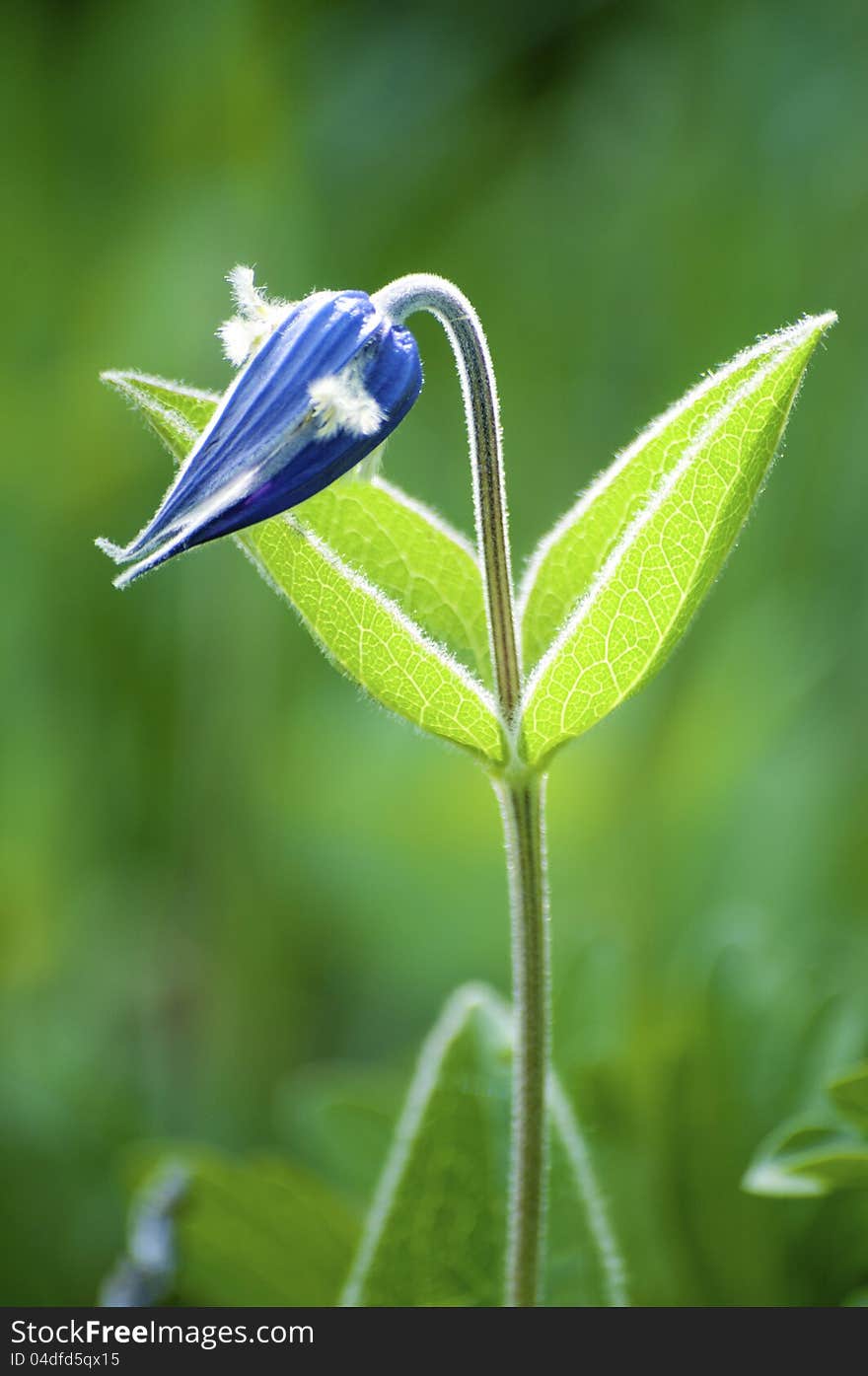 Blue bell-shaped flower in meadow. Blue bell-shaped flower in meadow