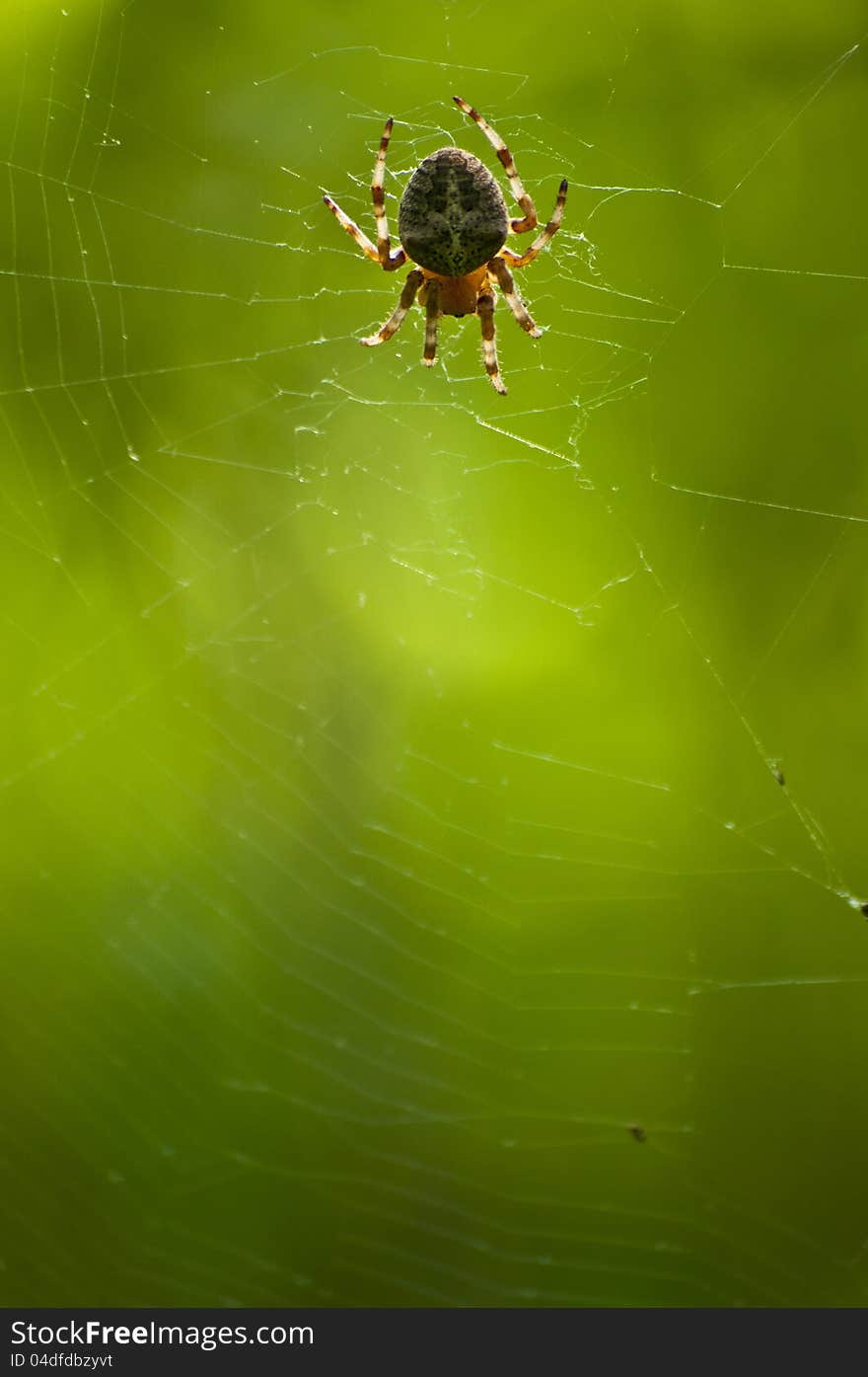 A closeup photo of a spider on green background