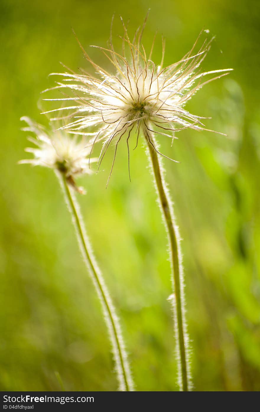 Close-up Pasque Flowers (Pulsatilla montana) blooming in their natural environment Dobrogea Romania seed heads. Close-up Pasque Flowers (Pulsatilla montana) blooming in their natural environment Dobrogea Romania seed heads