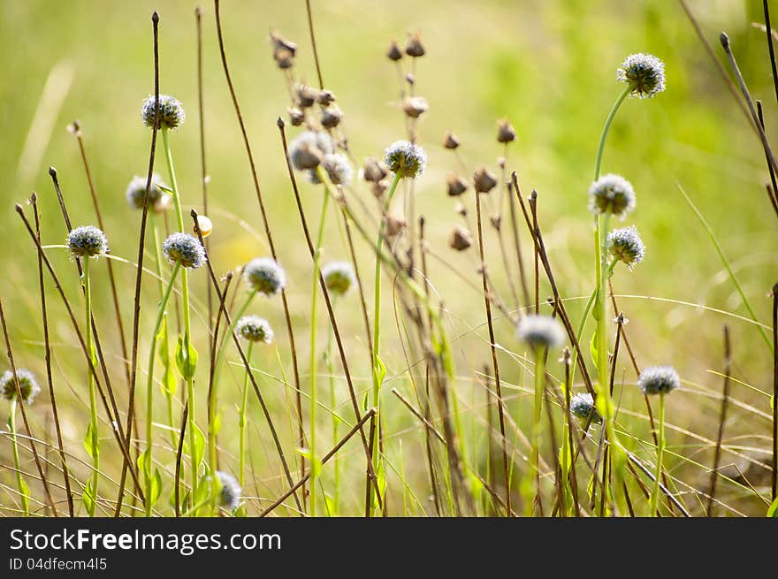 Herbs and wild flowers