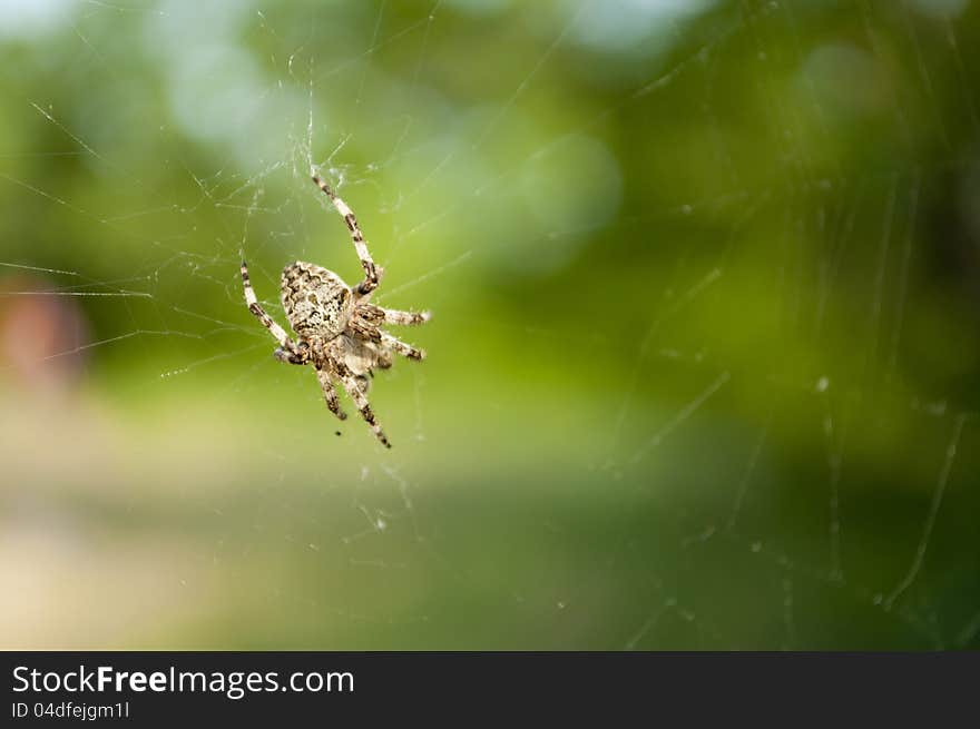 A closeup photo of a spider on green background