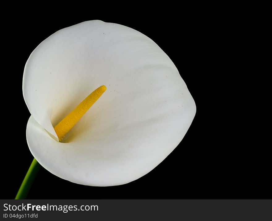 Elegant white calla lily isolated on black background