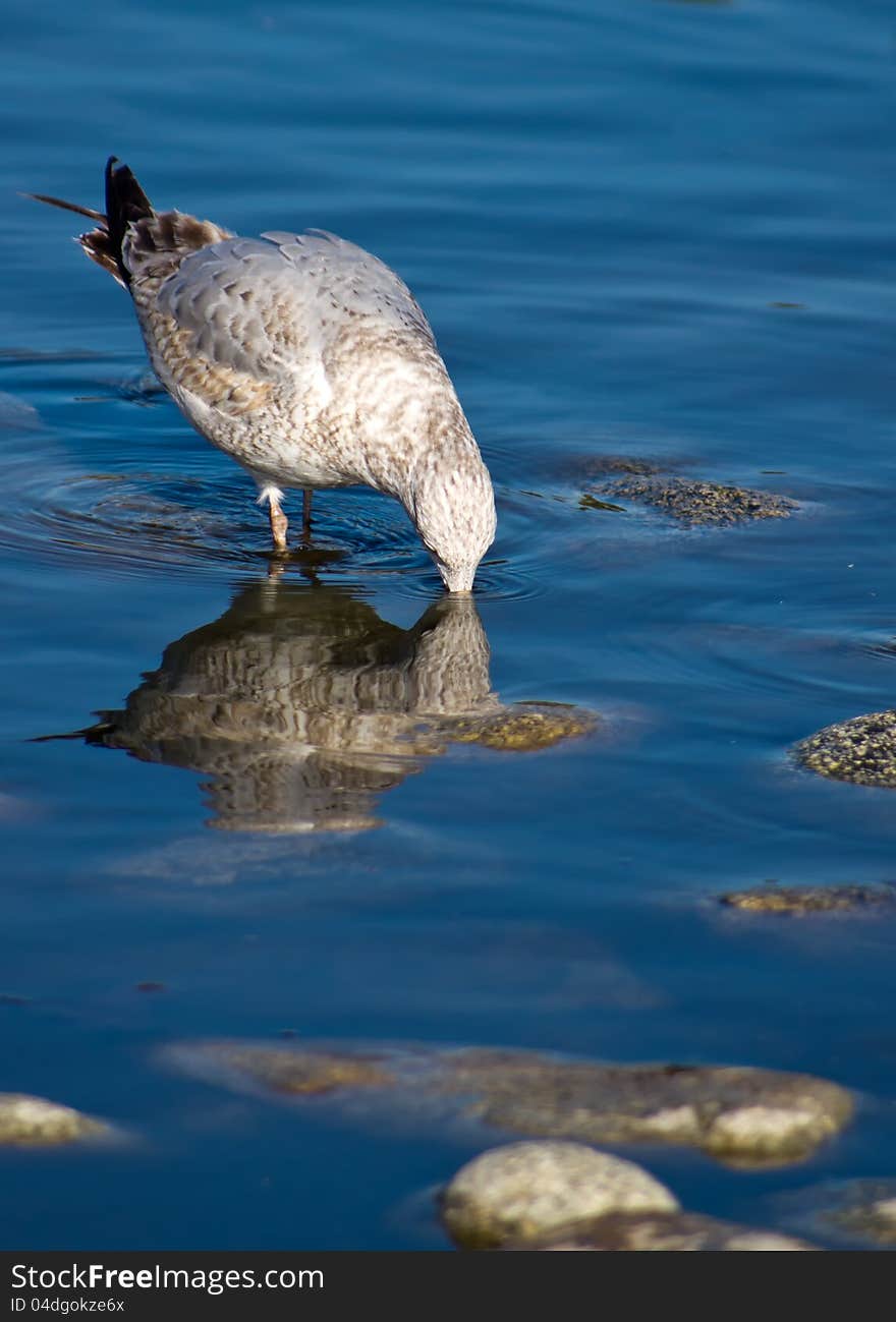 Seagull drinking with reflection in water