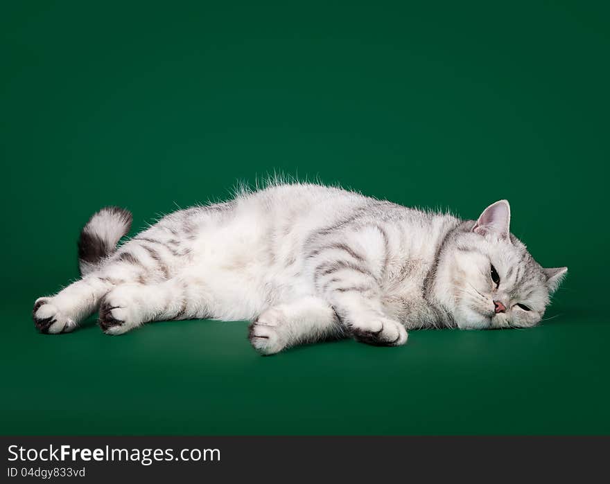 Young british cat on dark green background