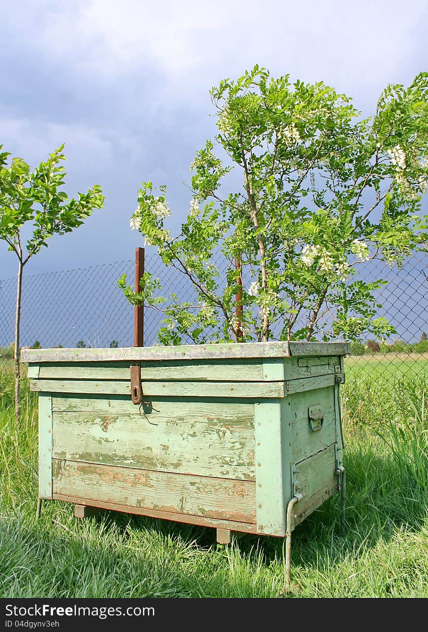 Bee Hive And Acacia Blossom