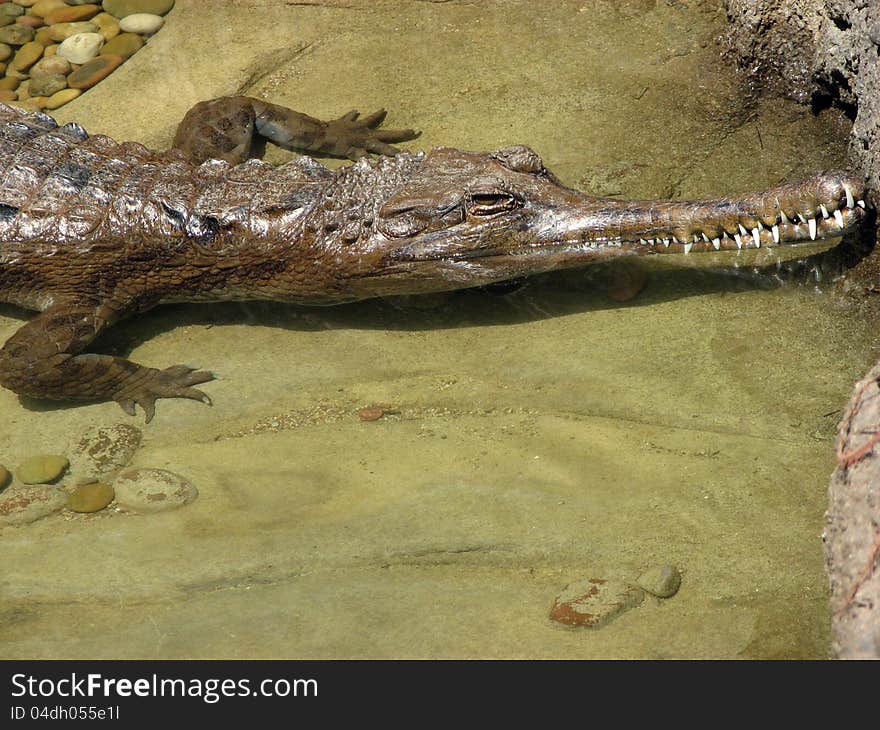 Gharial