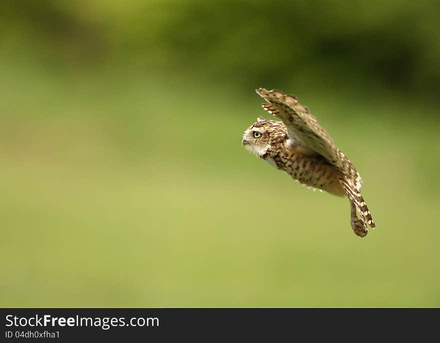 Burrowing Owl