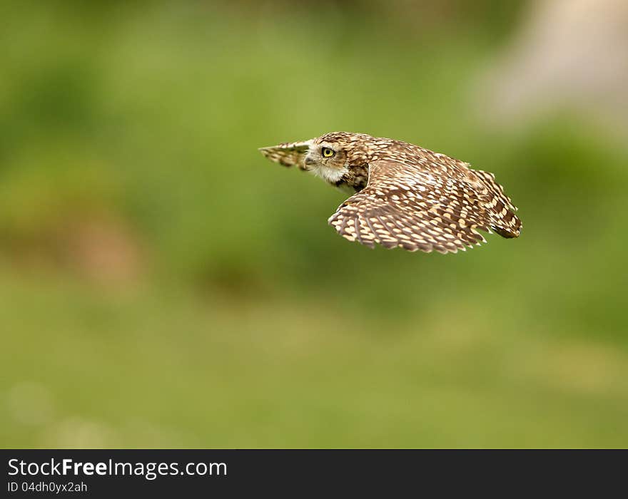 Burrowing Owl