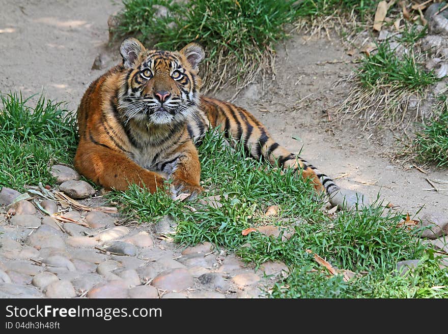 Young Tiger Relaxed In Grass Looking At Viewer