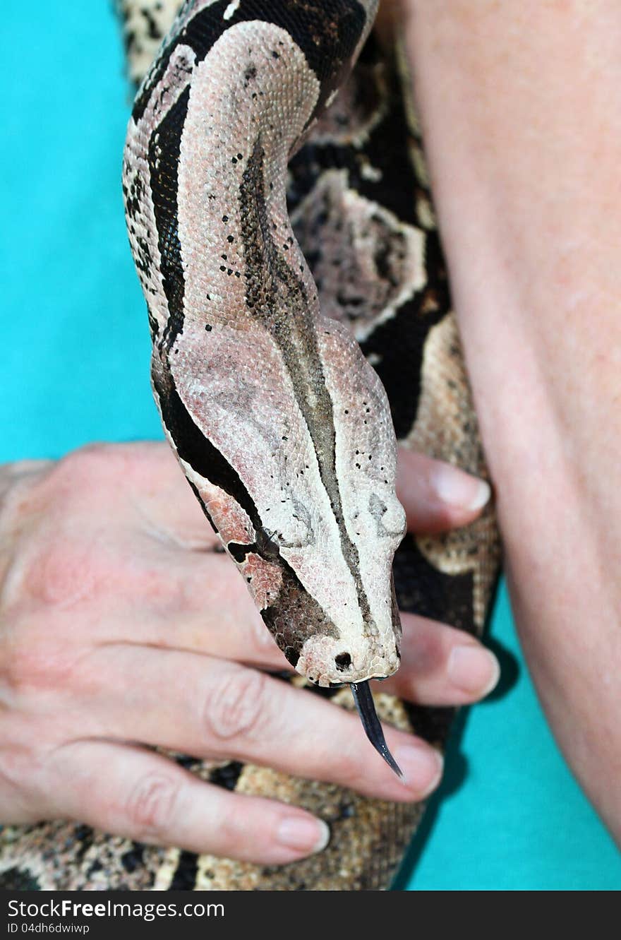 Gray, Black and White Boa Constrictor With Tongue out Being held