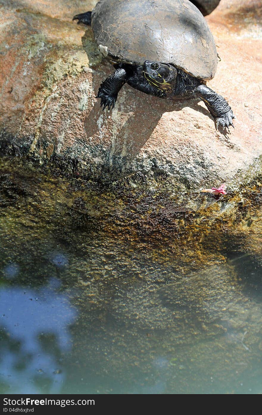 Red Ear Turtle About To Climb Into Water