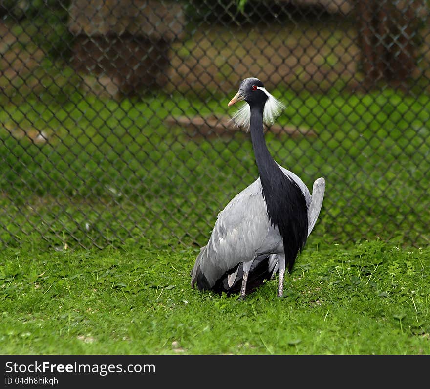 Demoiselle crane (Anthropoides virgo) in the zoo of Askania Nova, Ukraine. Demoiselle crane (Anthropoides virgo) in the zoo of Askania Nova, Ukraine