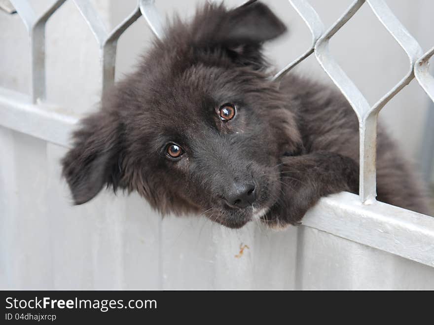 Curious Black Dog