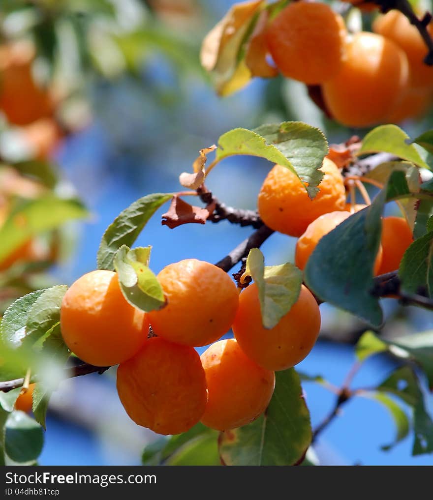 Pic of Yellow plums in orchard