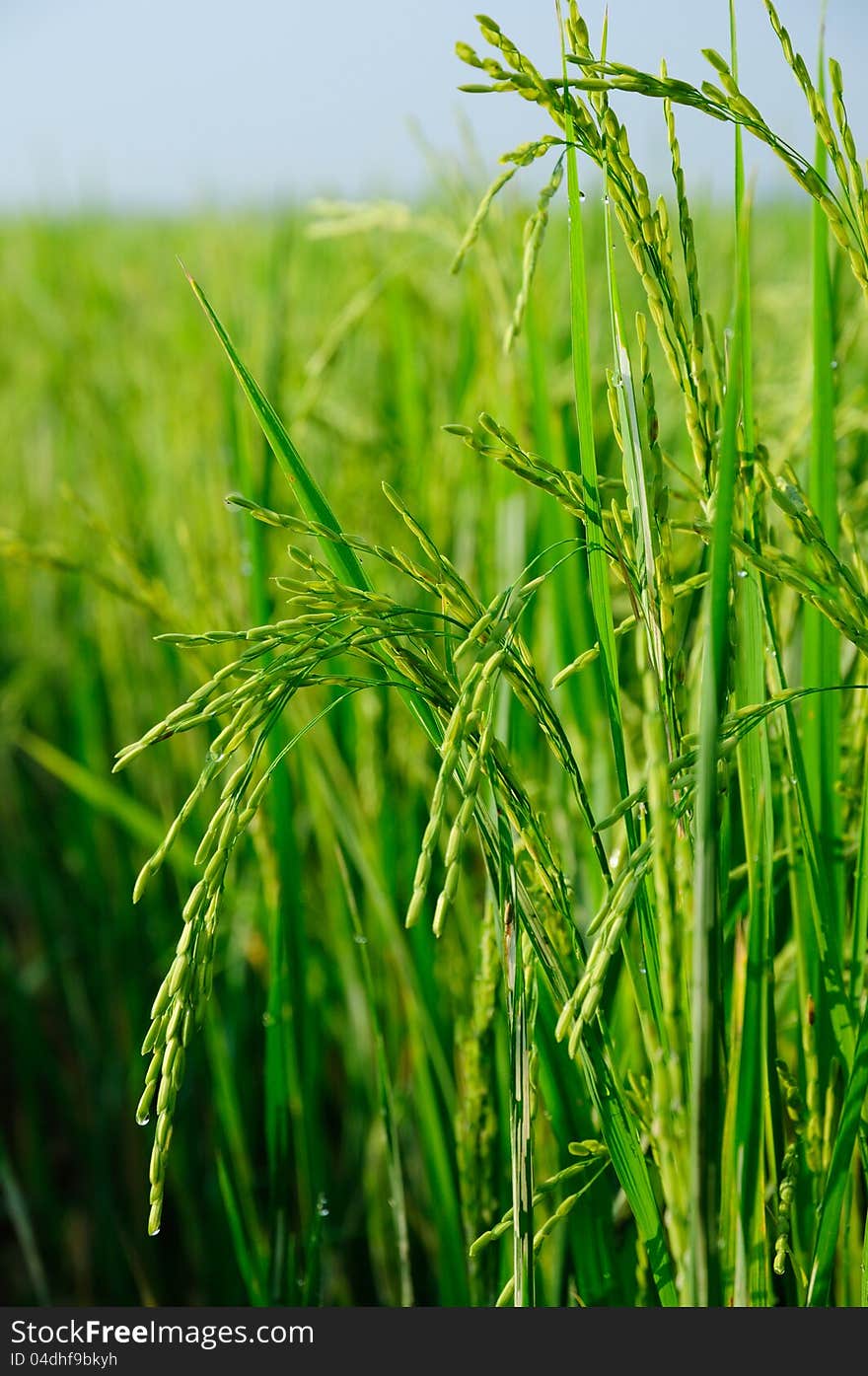 Green rice field agriculture vertical scene. Green rice field agriculture vertical scene