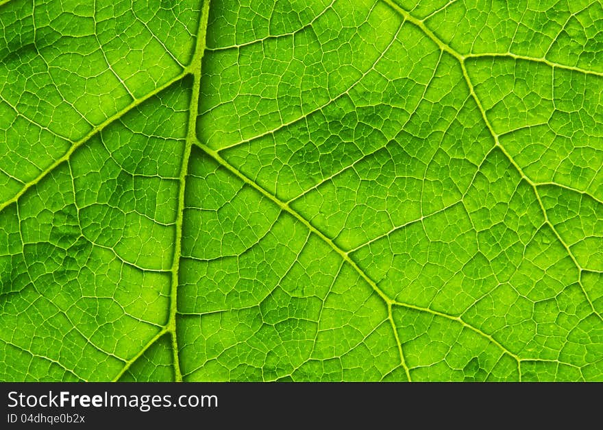 Interesting biological texture of the leaf illuminated from the inside