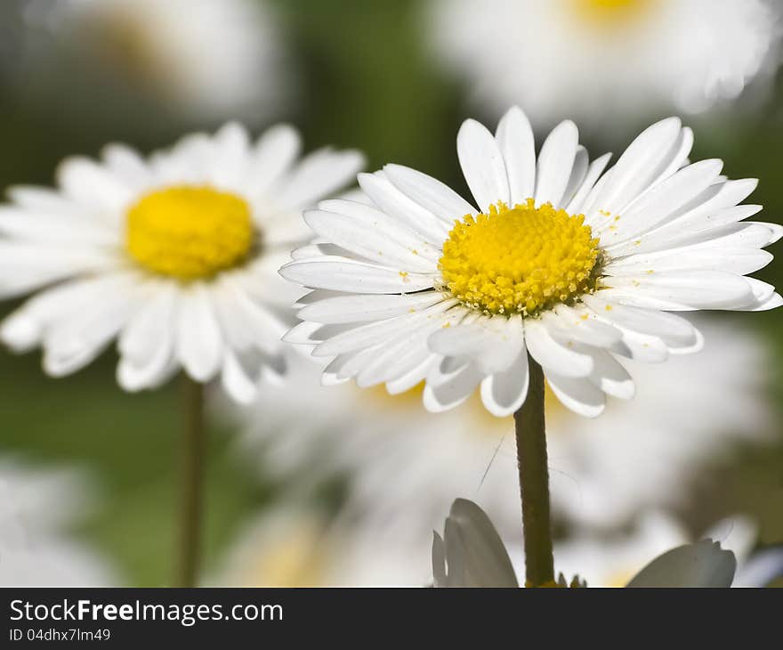 White daisy close-up head, full of pollen