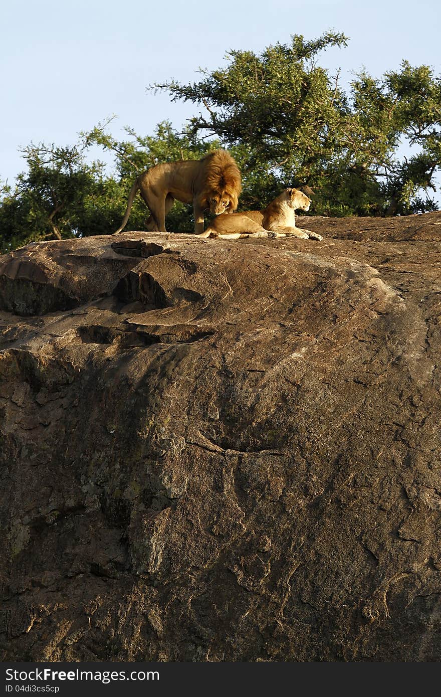 Pair of breeding African Lions