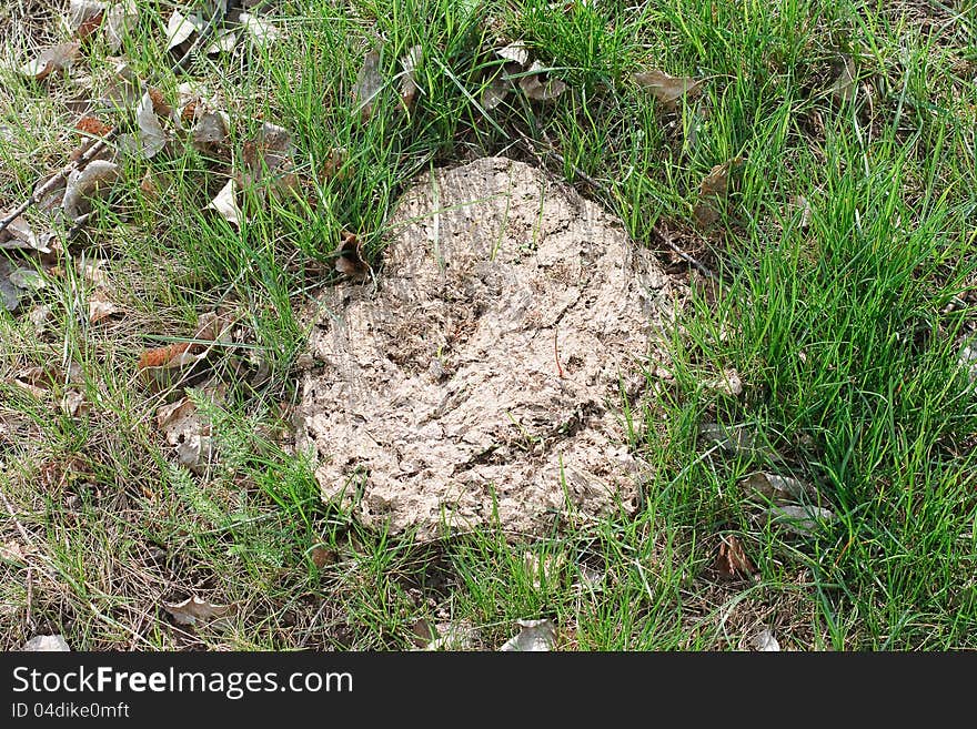 An old cow cake in the grass