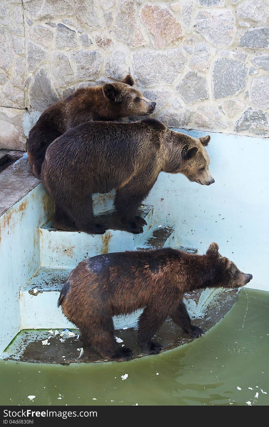 Three great bear in the zoo bury. Three great bear in the zoo bury