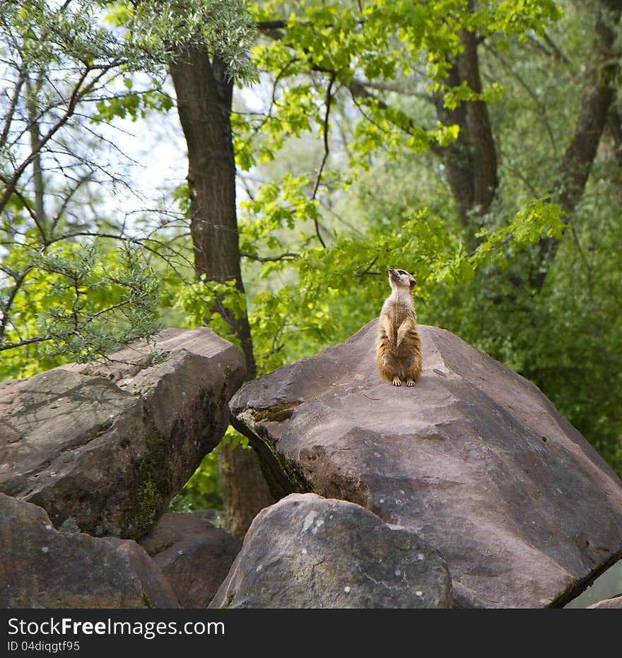 A watchful standing meerkat with brown fur. A watchful standing meerkat with brown fur