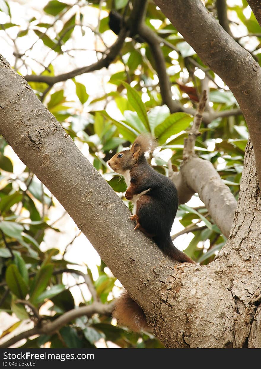 Red Squirrel on a tree