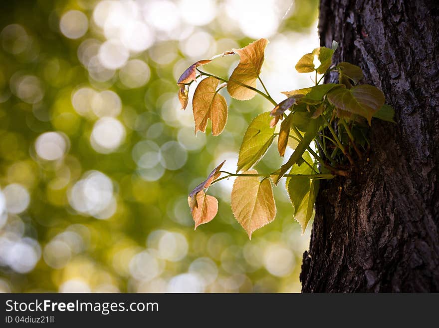 Leaves on the tree against the sun.