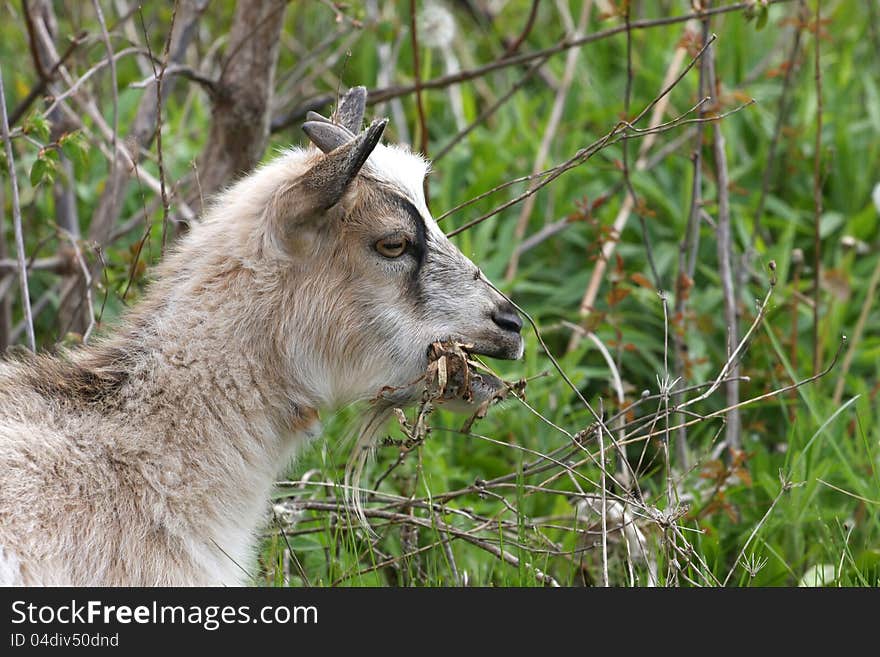 Miniature Goat