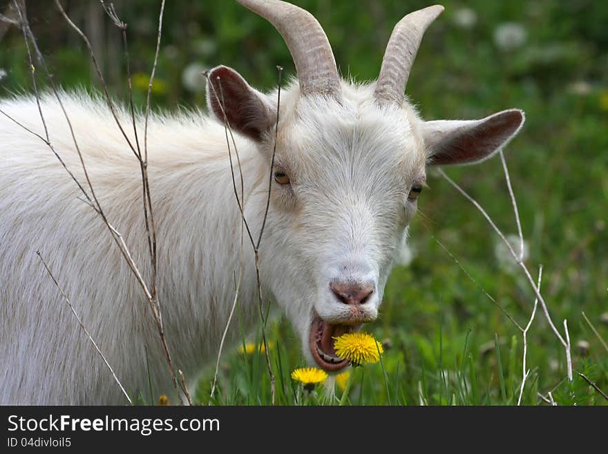 Miniature Goat