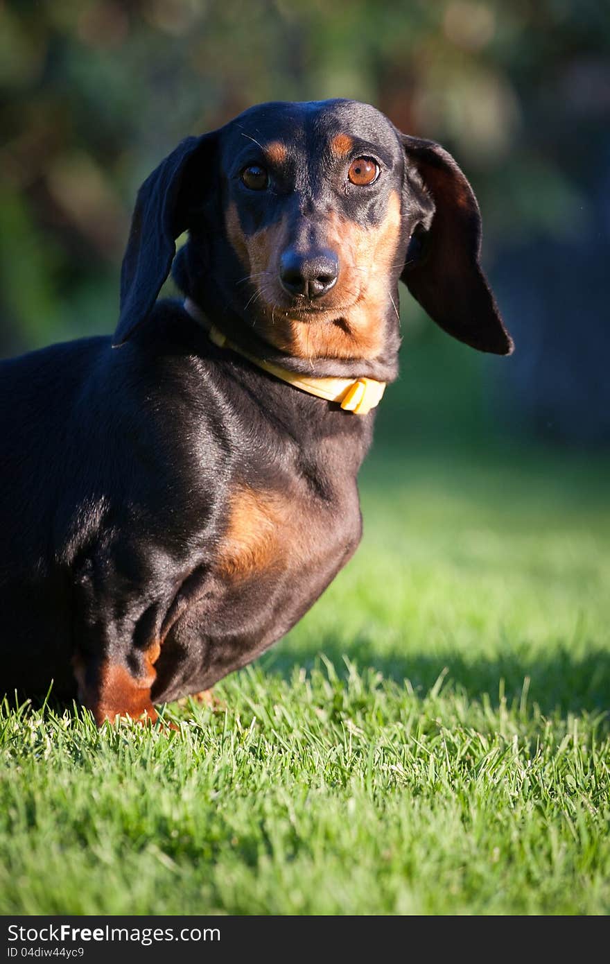 Dachshund