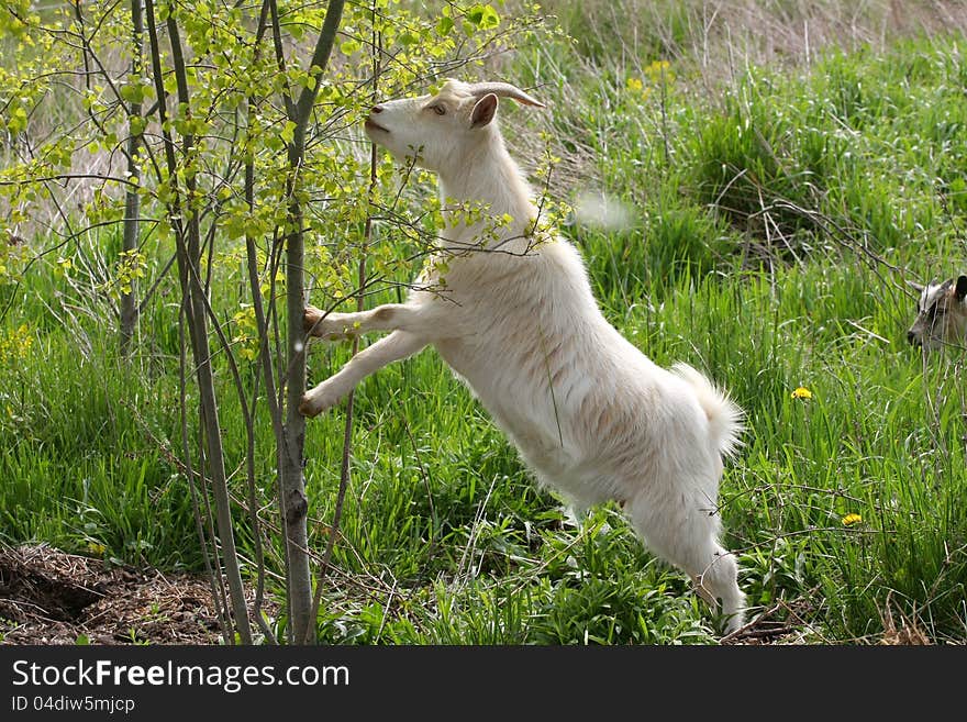 Miniature Goat