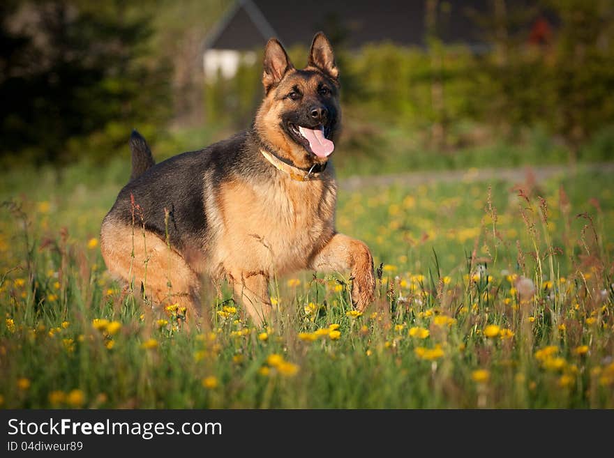 German Shepherd in retrieving. German Shepherd in retrieving.