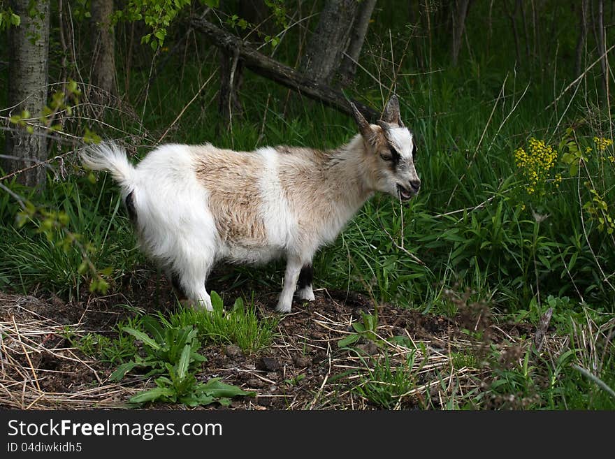 Miniature Goat